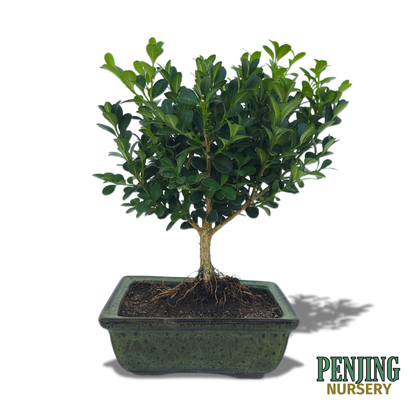 Boxwood Bonsai