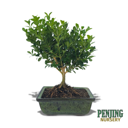 Boxwood Bonsai