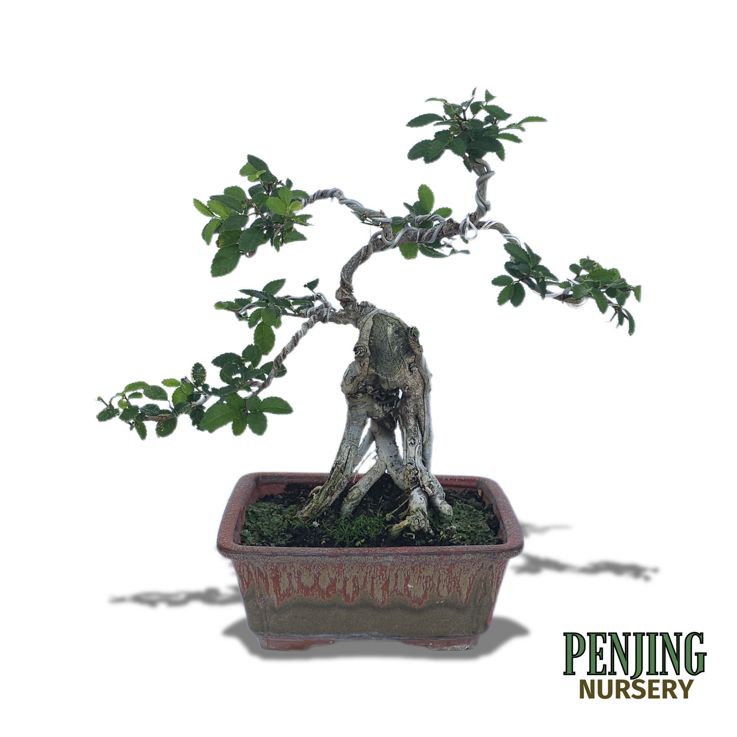 Chinese Elm Bonsai