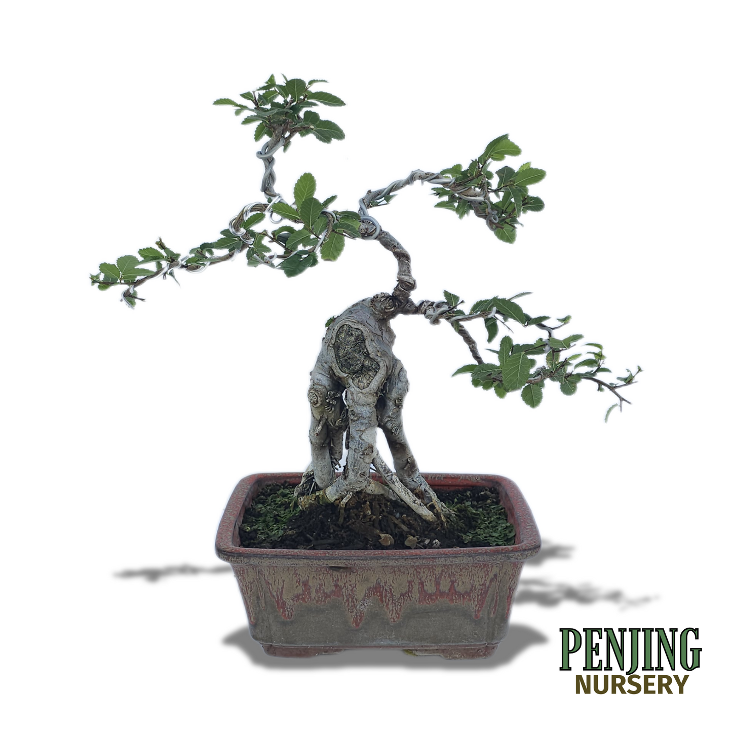 Chinese Elm Bonsai