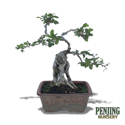 Chinese Elm Bonsai