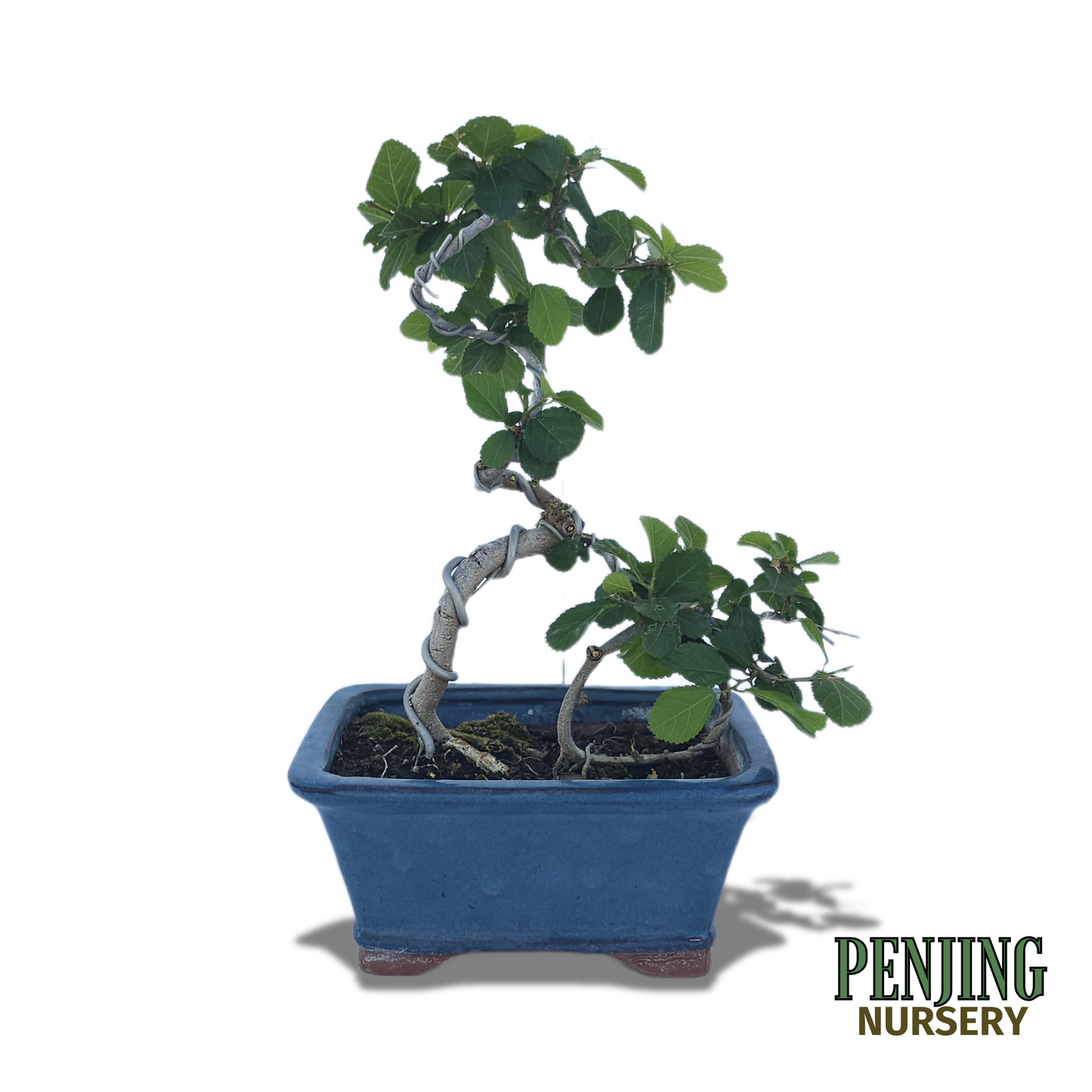 Grewia Caffra Bonsai