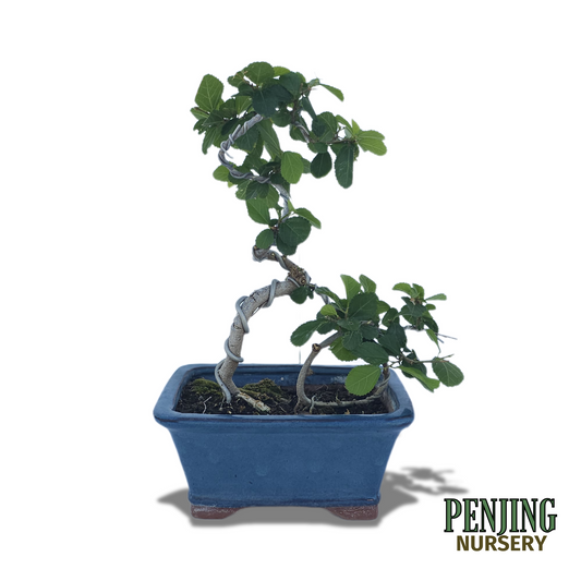 Grewia Caffra Bonsai