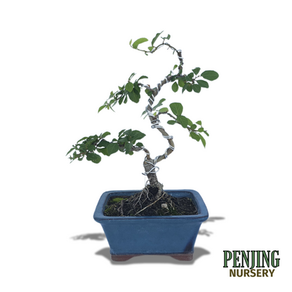 Grewia Caffra Bonsai