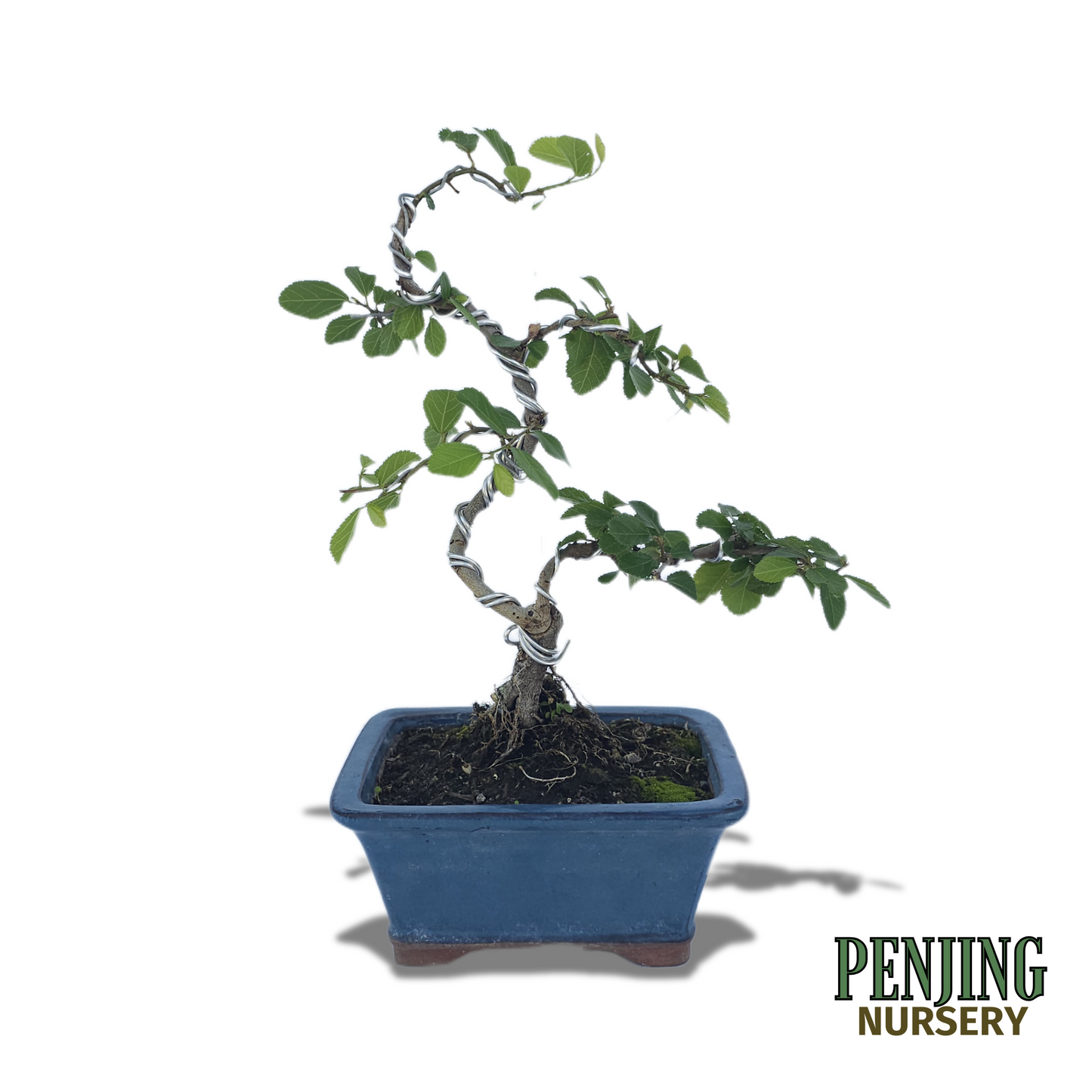 Grewia Caffra Bonsai