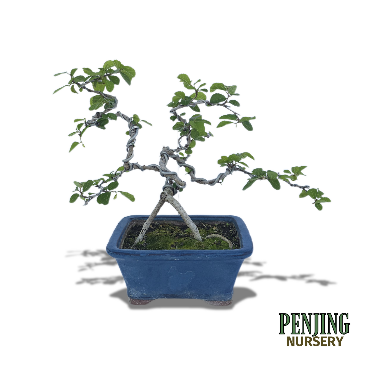 Grewia Caffra Bonsai