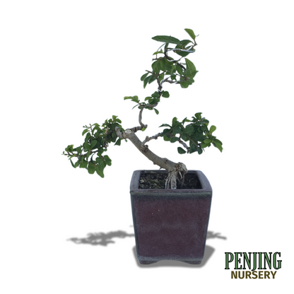 Grewia Caffra Bonsai