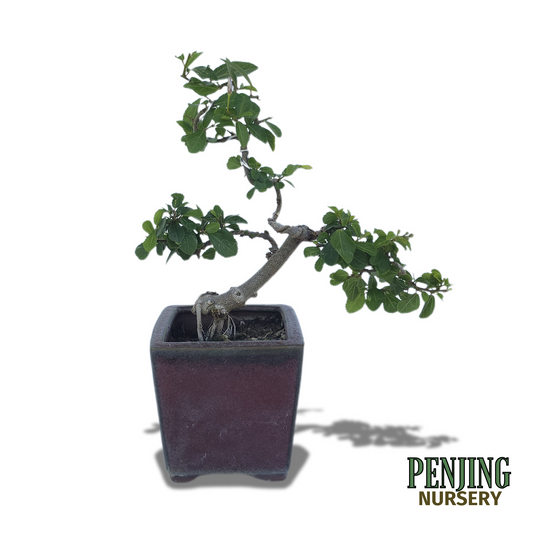 Grewia Caffra Bonsai