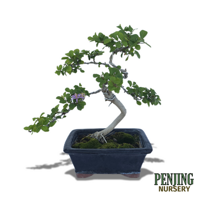 Grewia Caffra Bonsai