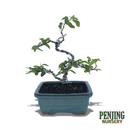 Grewia Caffra Bonsai