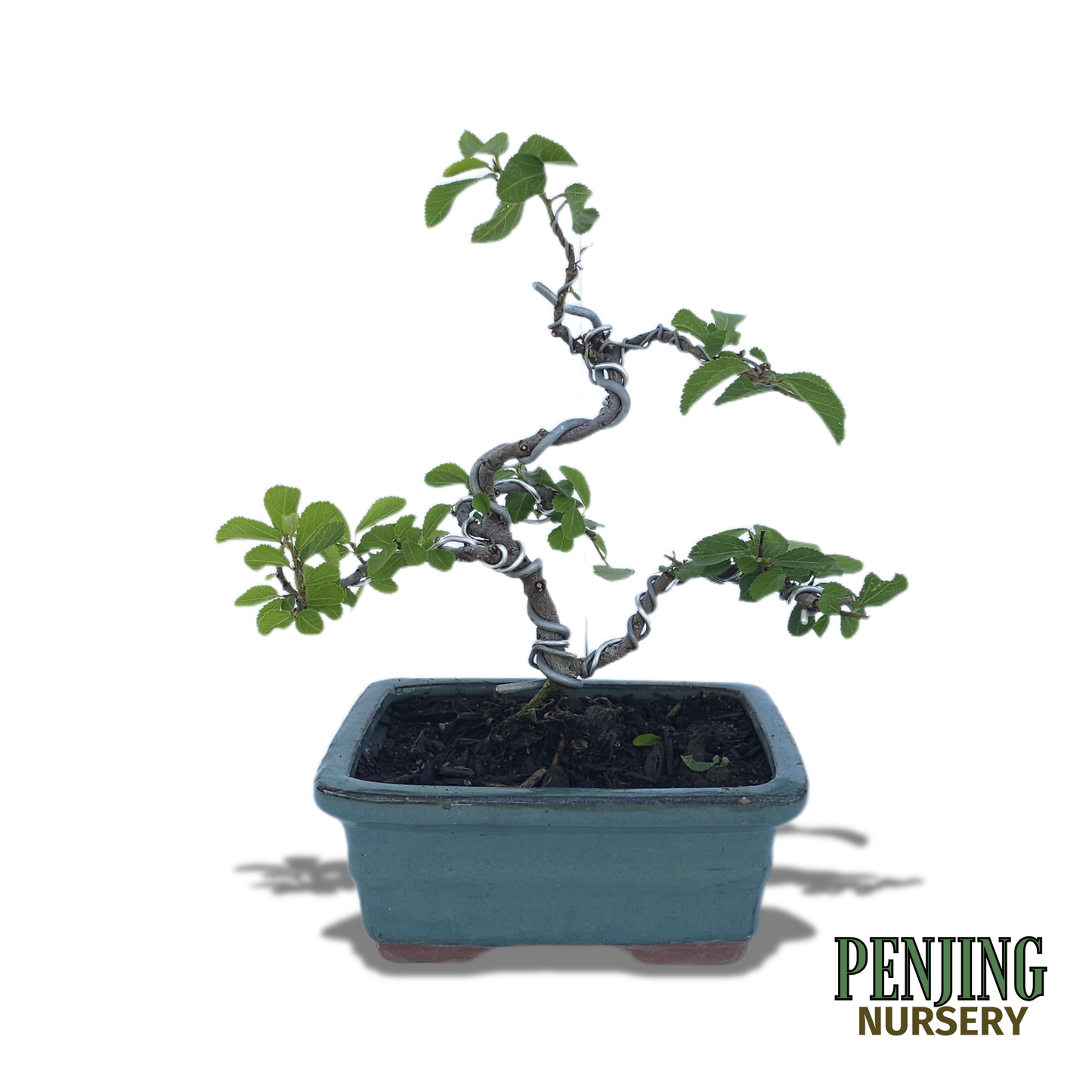 Grewia Caffra Bonsai