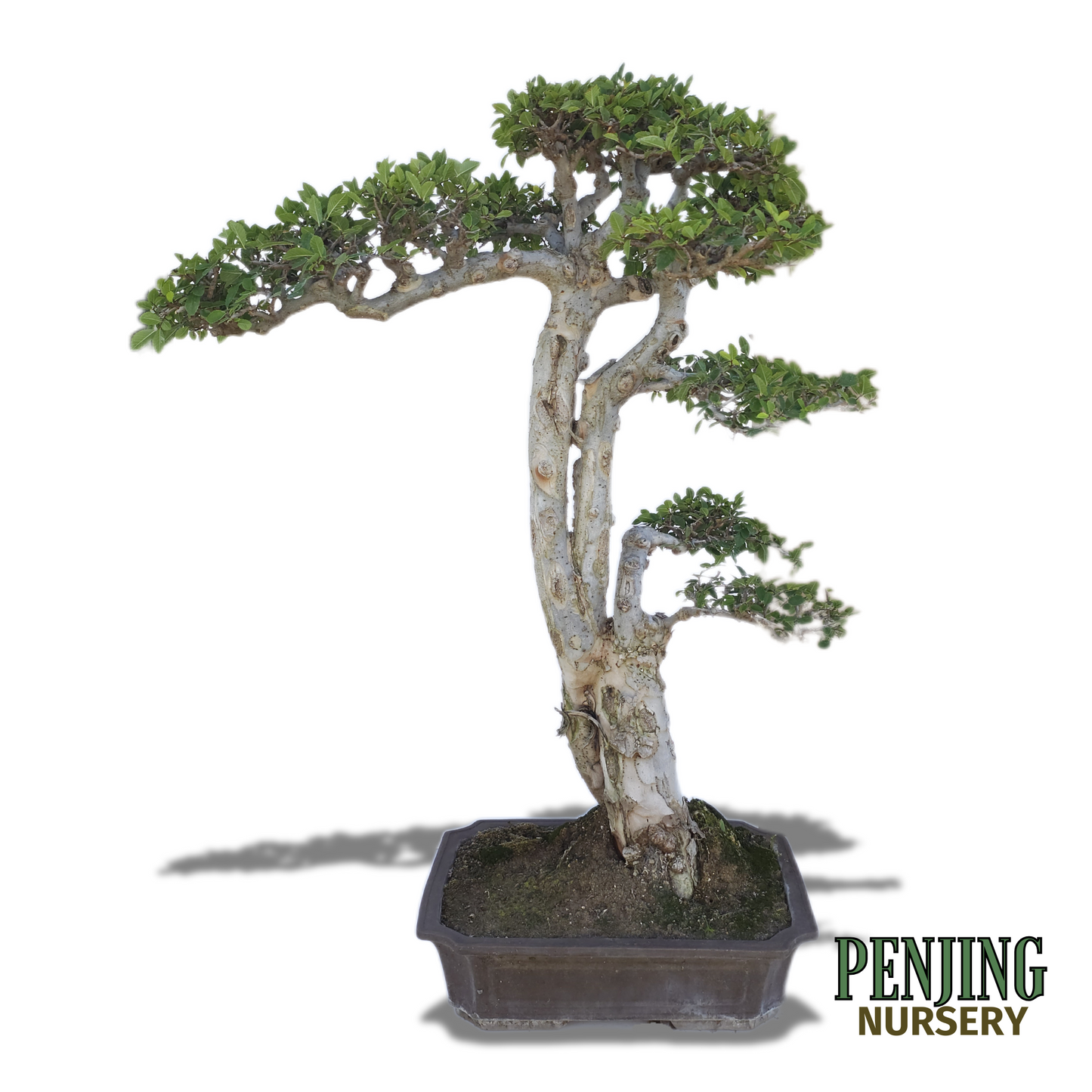 Chinese Elm Bonsai