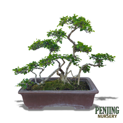 Grewia Caffra Bonsai