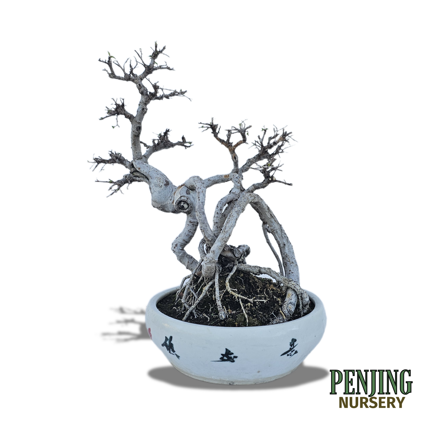 Chinese Elm Bonsai