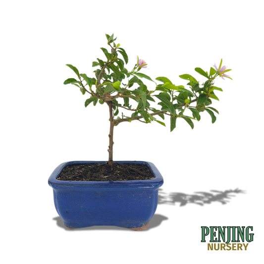 Grewia Caffra Bonsai