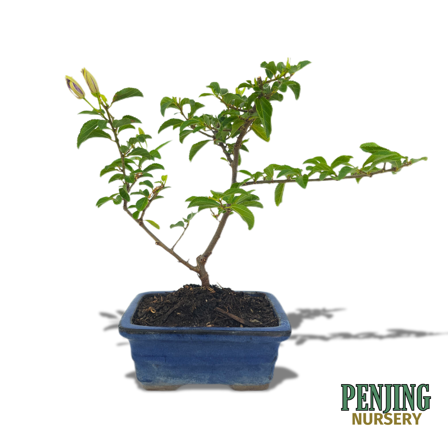 Grewia Caffra Bonsai