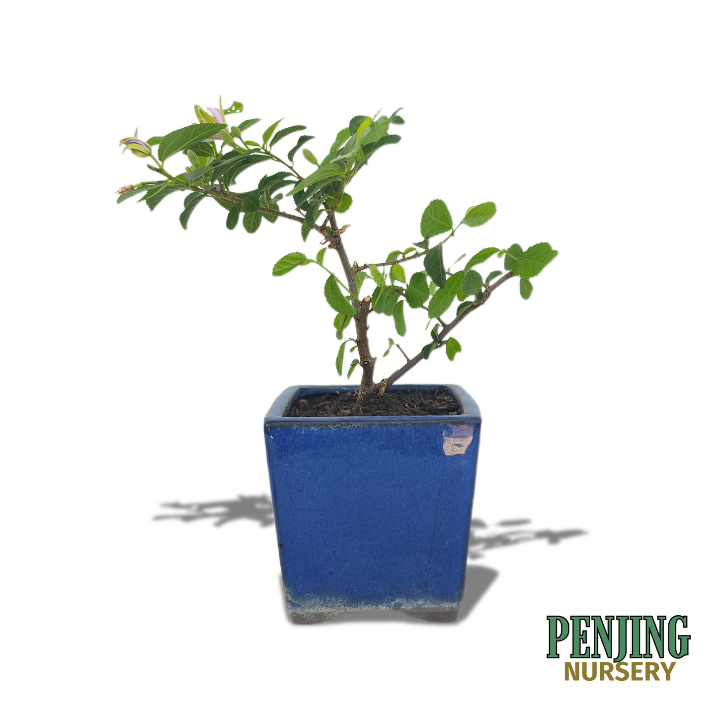 Grewia Caffra Bonsai