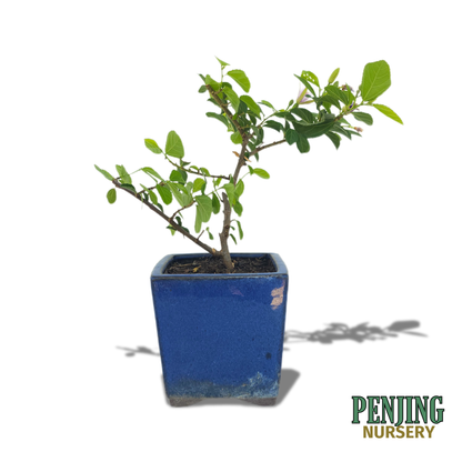 Grewia Caffra Bonsai