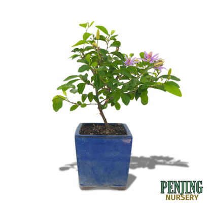 Grewia Caffra Bonsai
