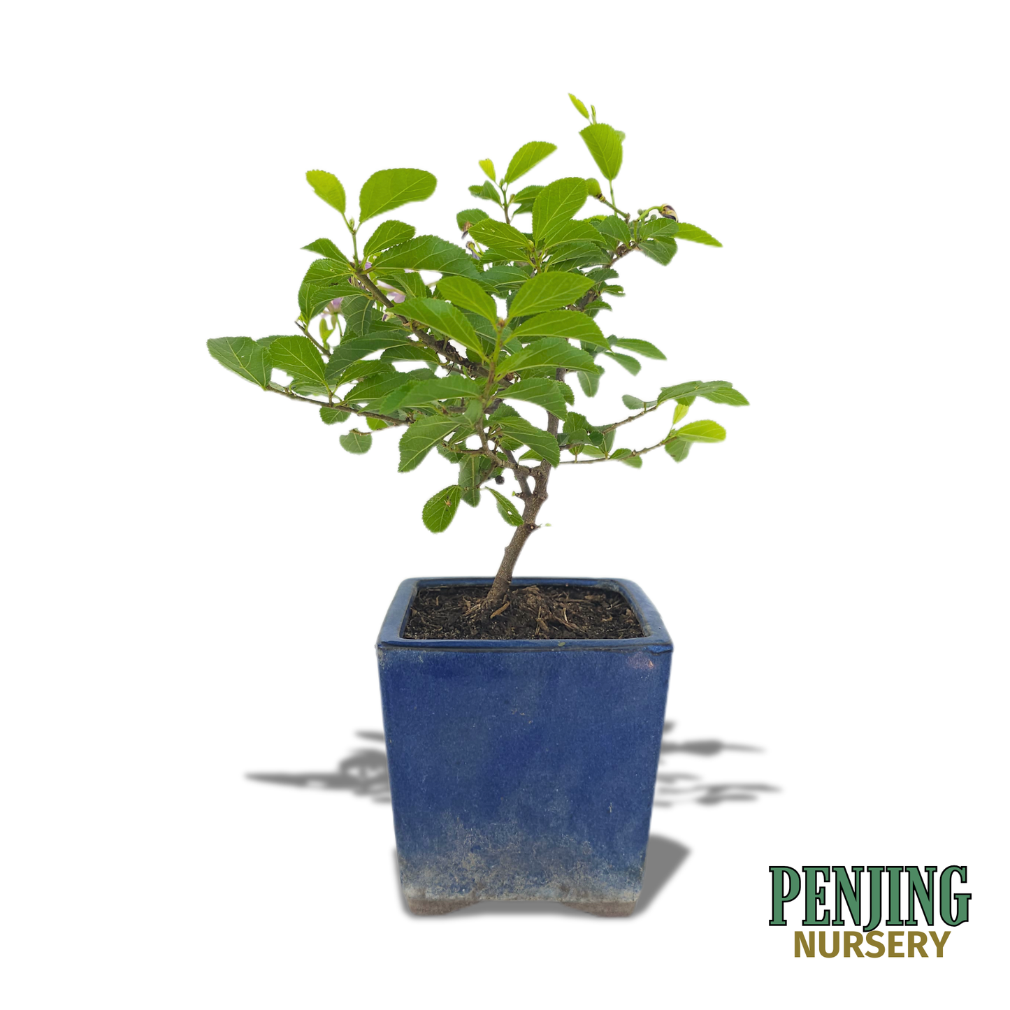 Grewia Caffra Bonsai