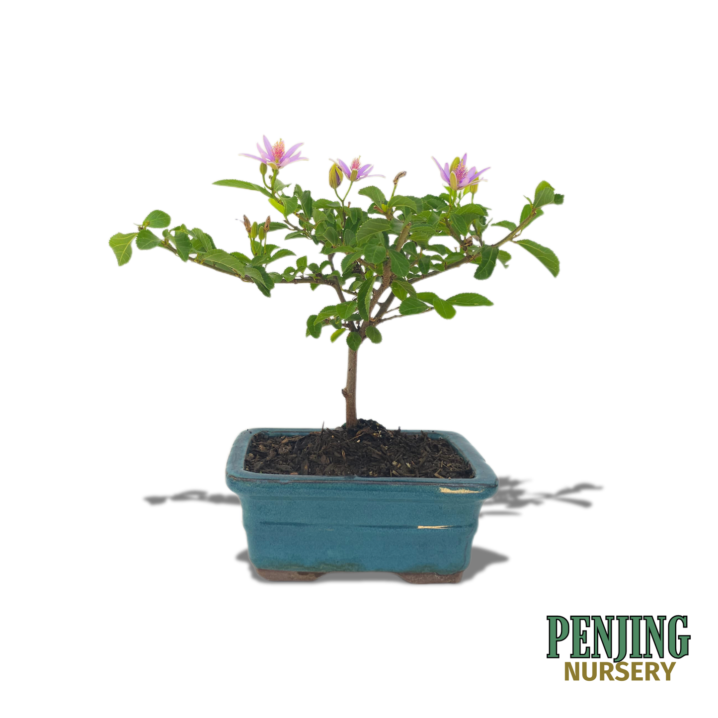 Grewia Caffra Bonsai