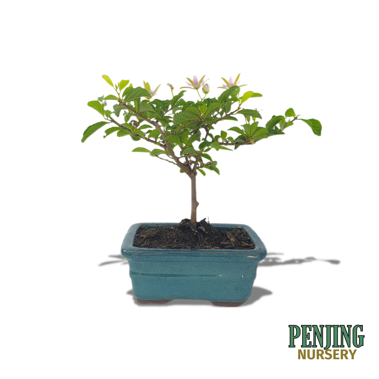 Grewia Caffra Bonsai