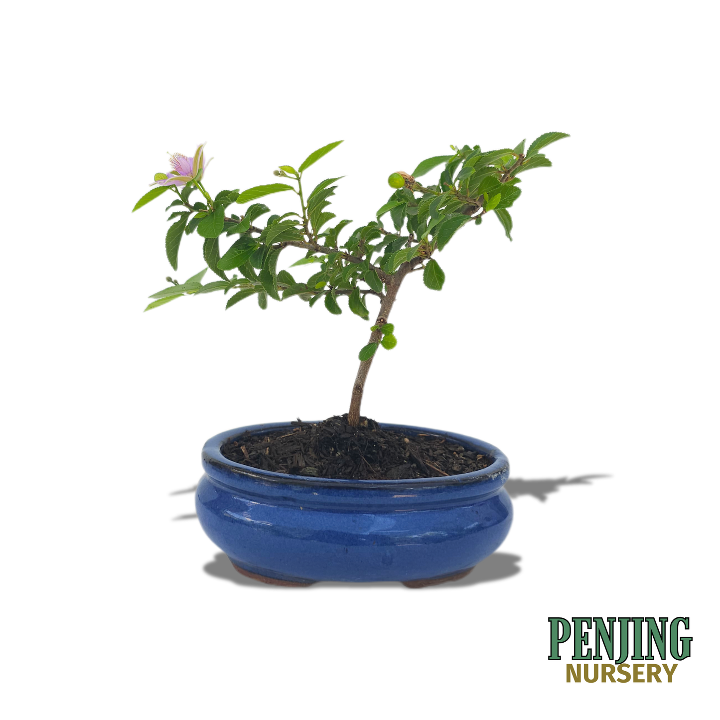 Grewia Caffra Bonsai