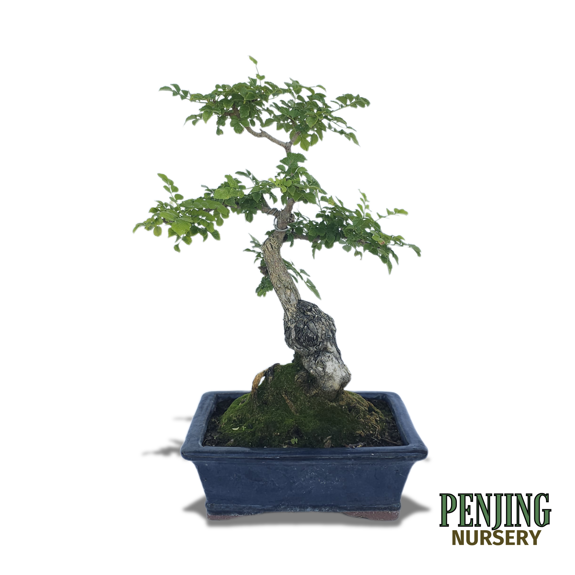 honeysuckle bonsai tree Honeysuckle Bonsai