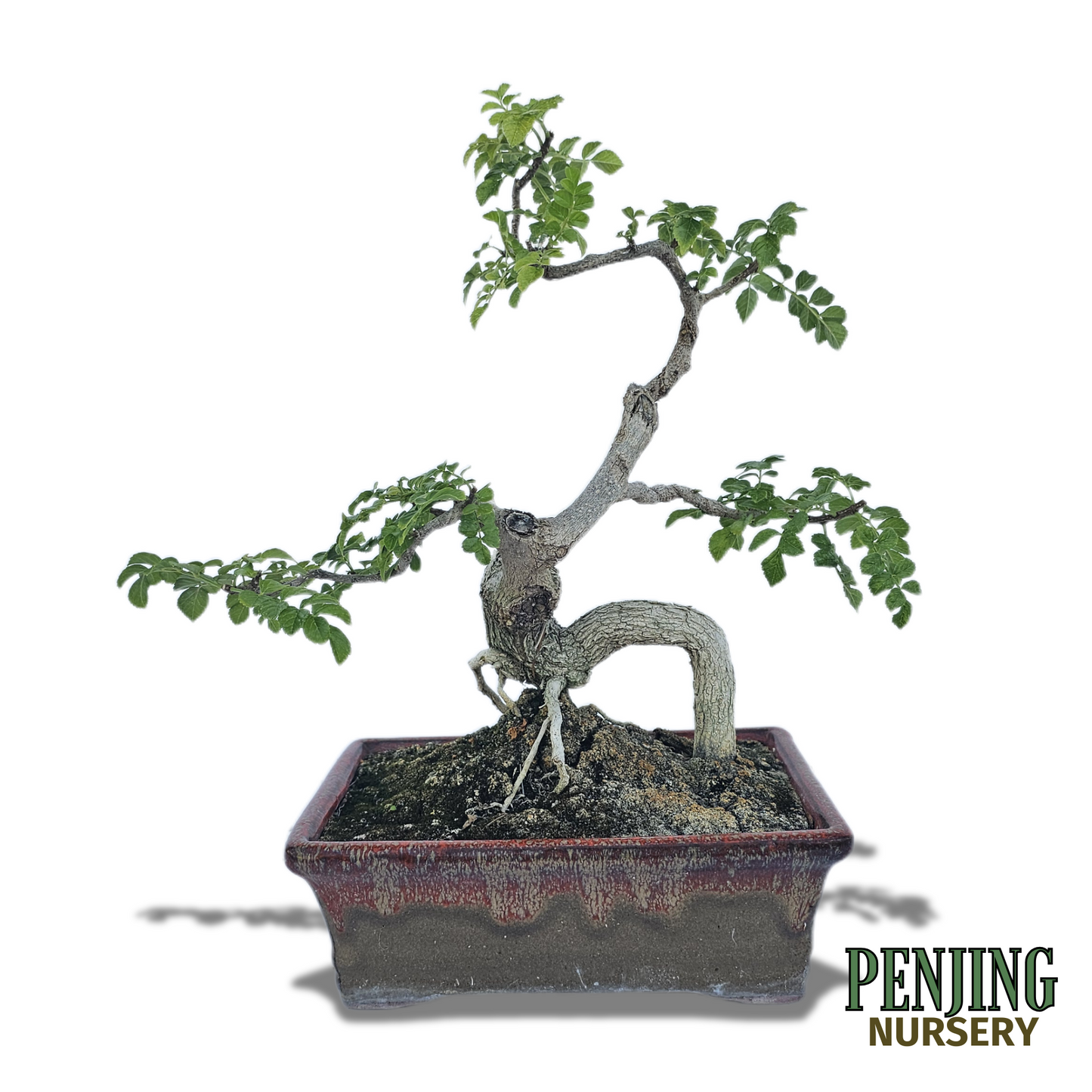 Honeysuckle Bonsai