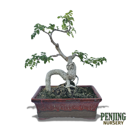 Honeysuckle Bonsai