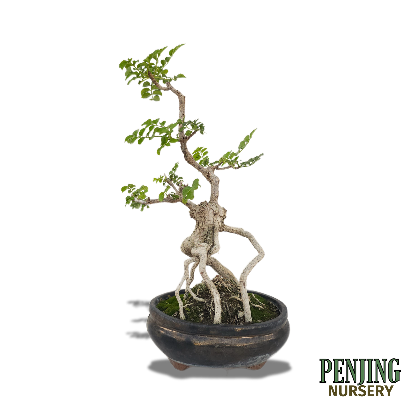 Honeysuckle Bonsai