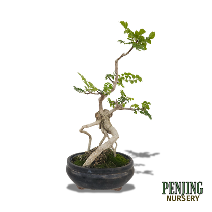 Honeysuckle Bonsai