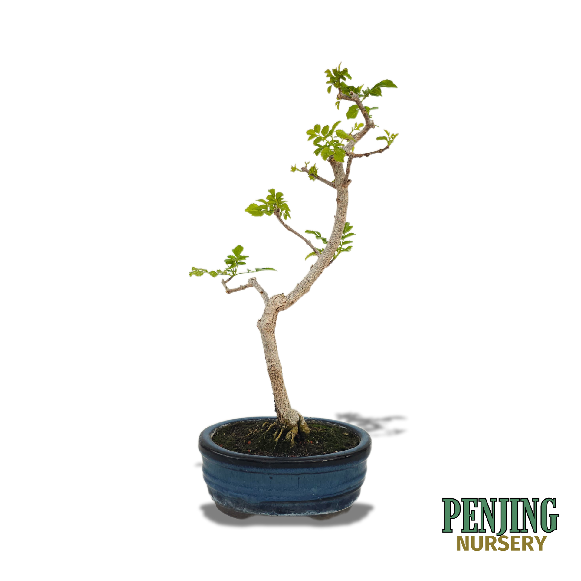 honeysuckle bonsai tree Honeysuckle Bonsai – PenJing Nursery