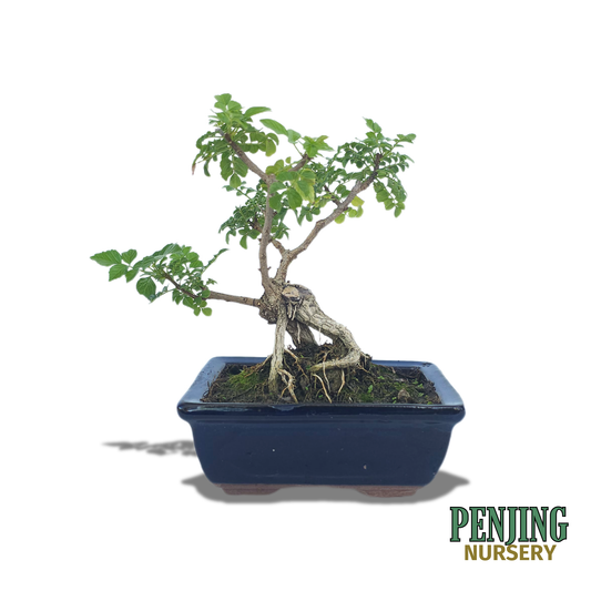 Honeysuckle Bonsai