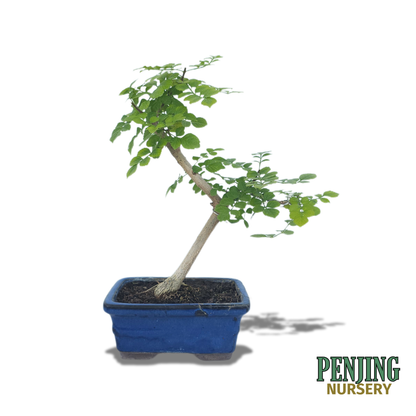 Honeysuckle Bonsai