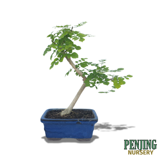 Honeysuckle Bonsai