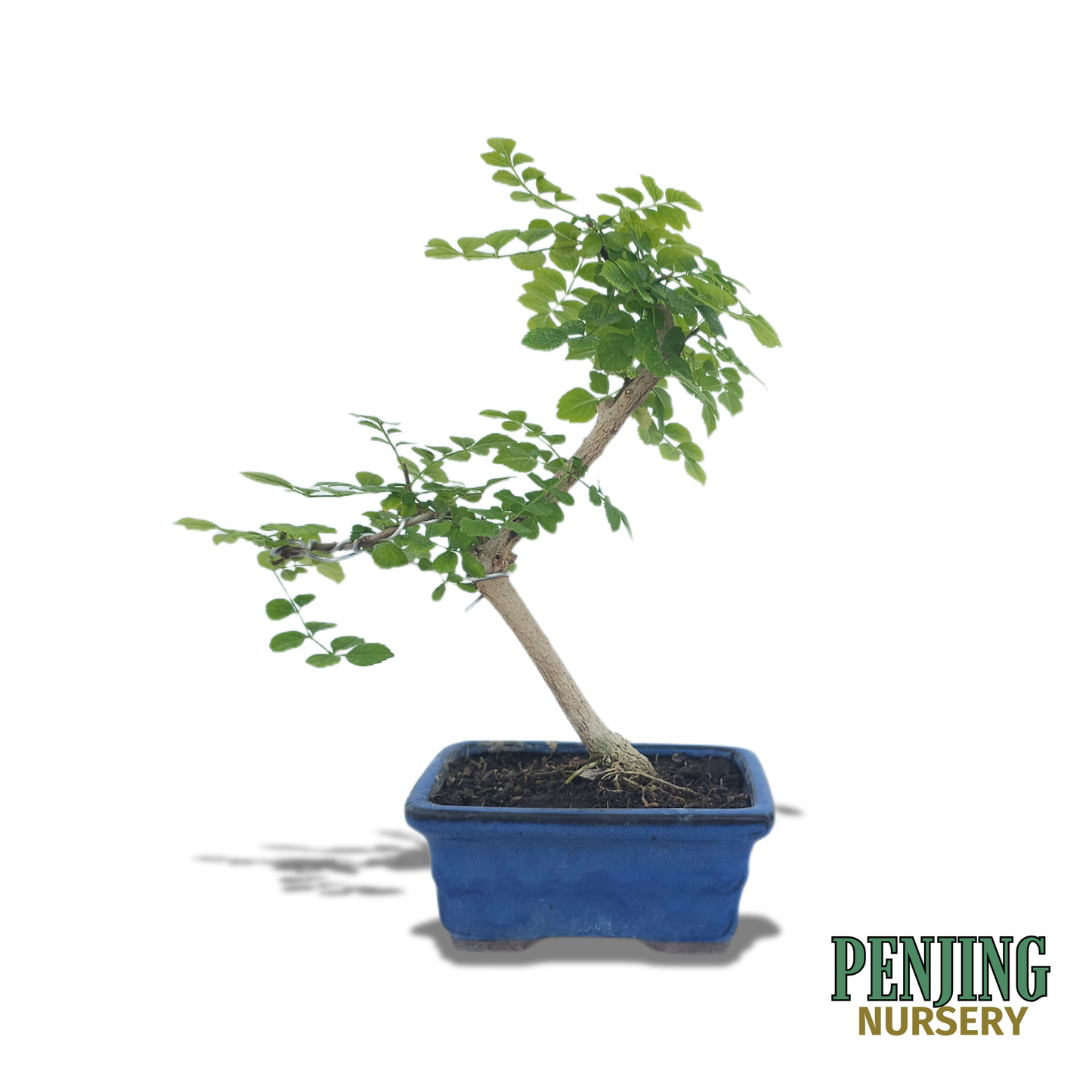 Honeysuckle Bonsai