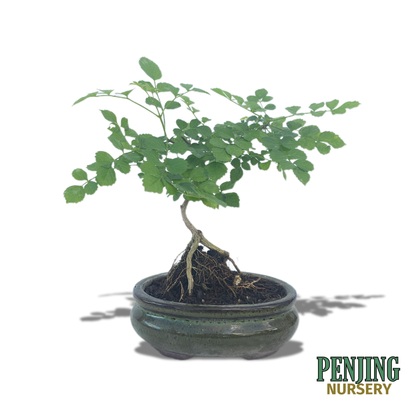 Honeysuckle Bonsai