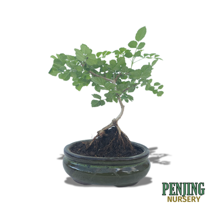 Honeysuckle Bonsai