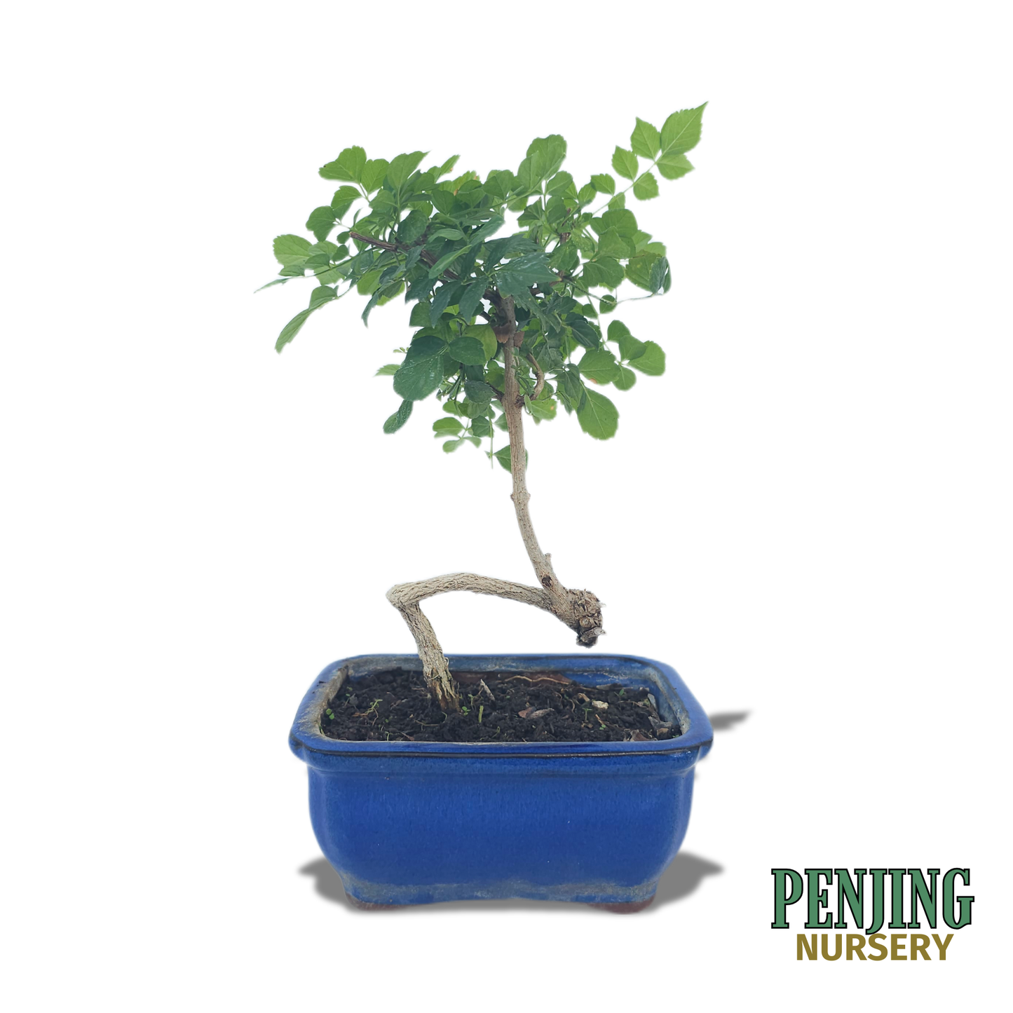 Honeysuckle Bonsai