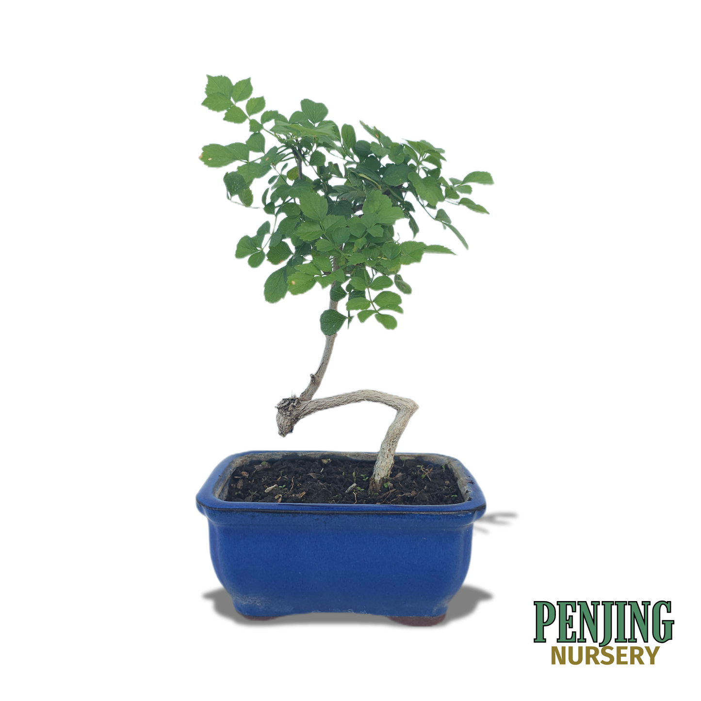 Honeysuckle Bonsai