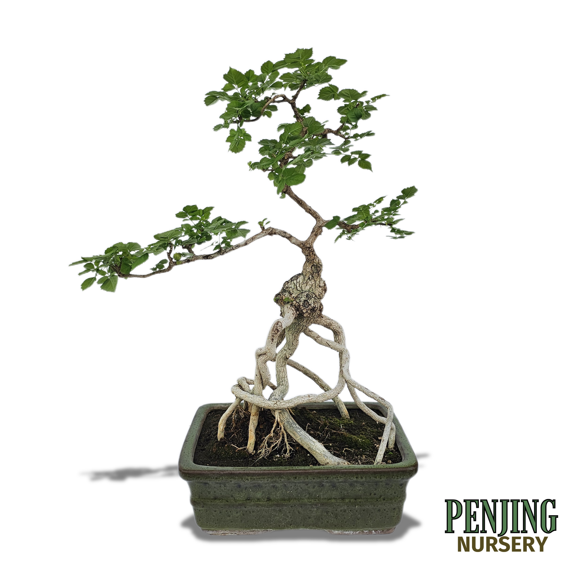 Honeysuckle Bonsai – PenJing Nursery