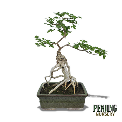 Honeysuckle Bonsai