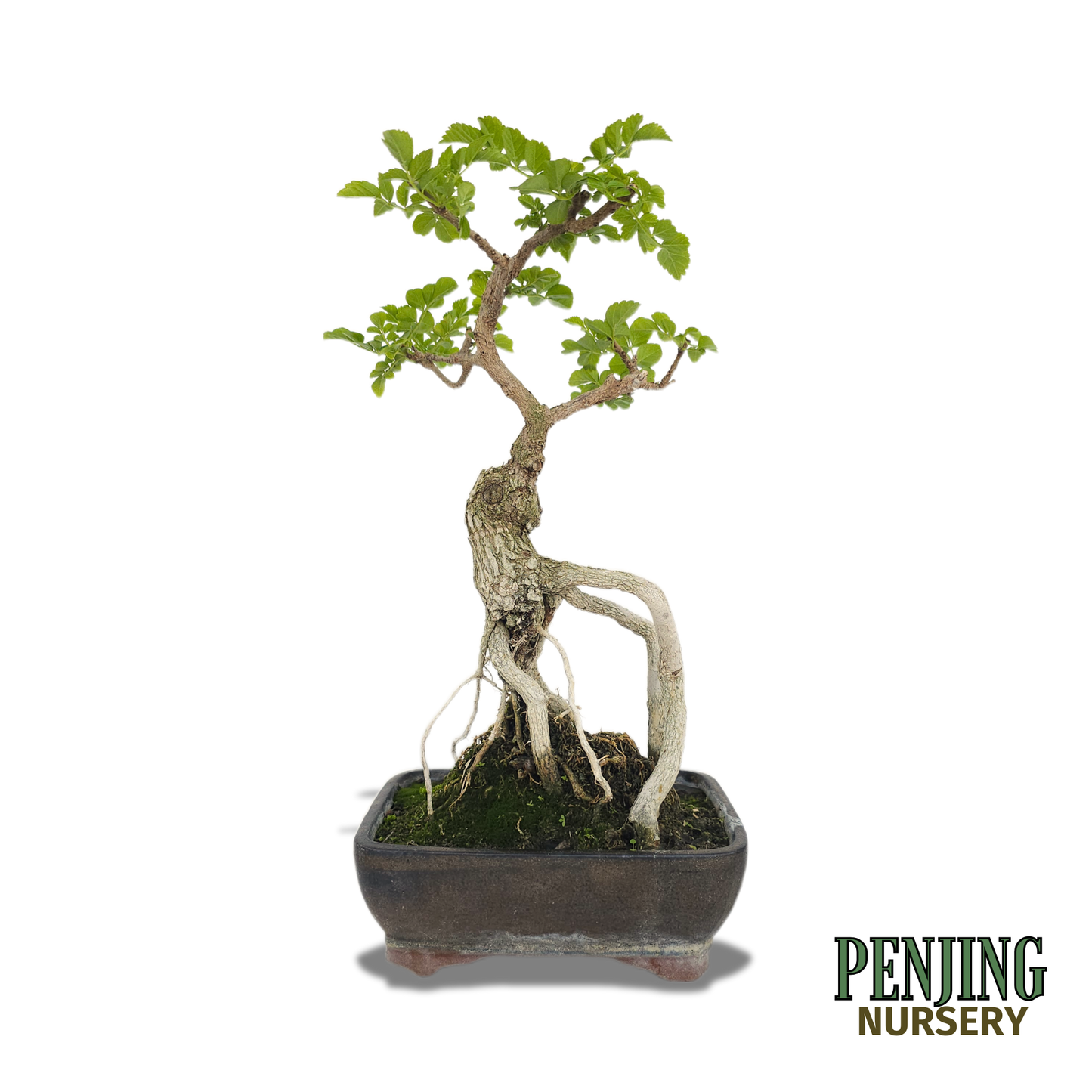 Honeysuckle Bonsai
