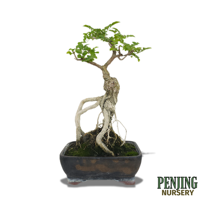Honeysuckle Bonsai