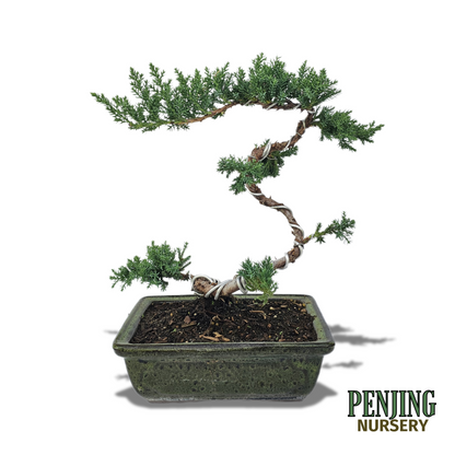 Green Mound Juniper Bonsai