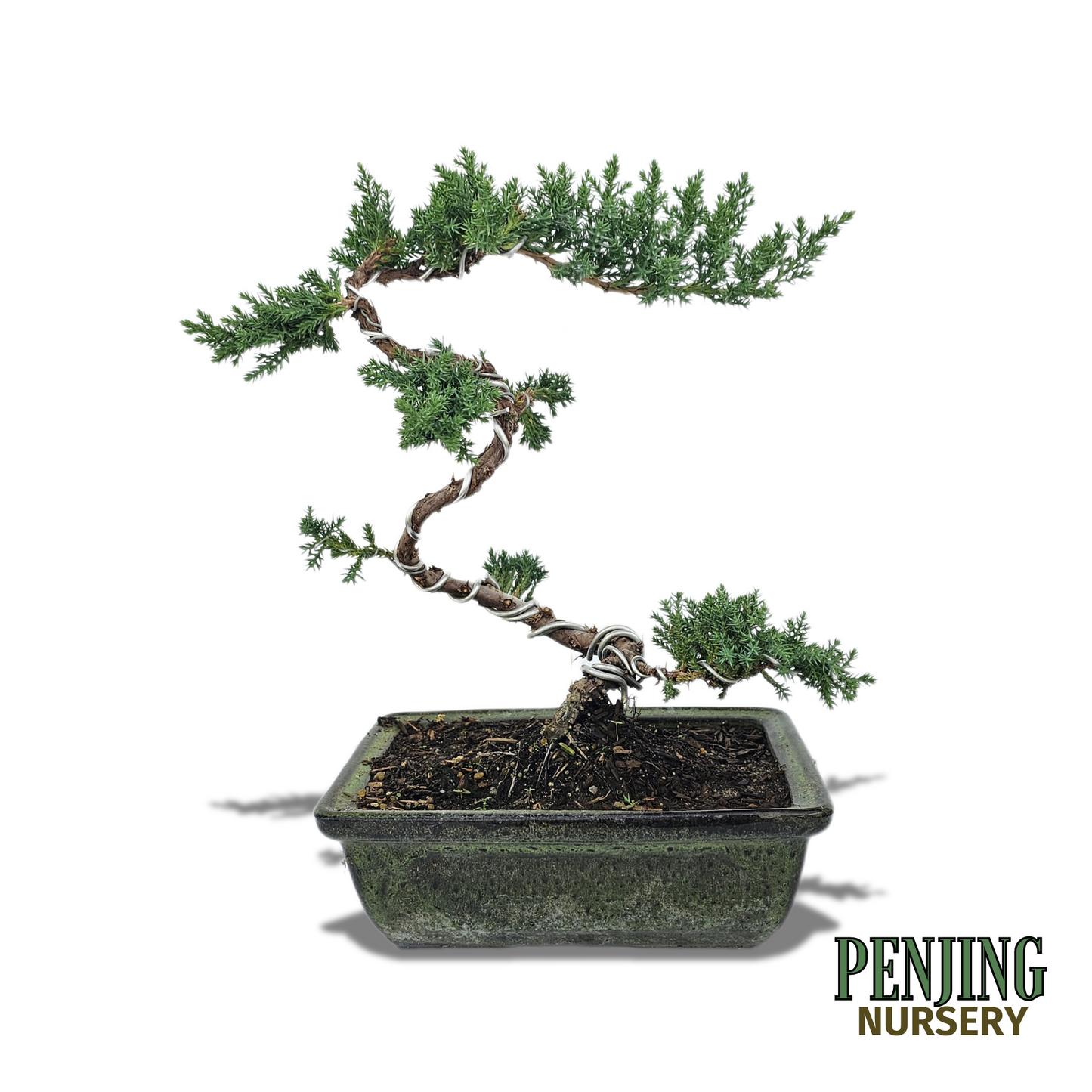 Green Mound Juniper Bonsai