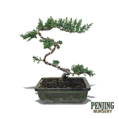 Green Mound Juniper Bonsai