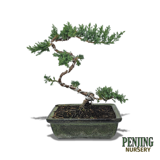 Green Mound Juniper Bonsai