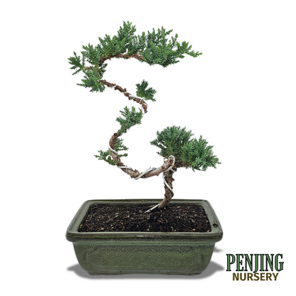Green Mound Juniper Bonsai